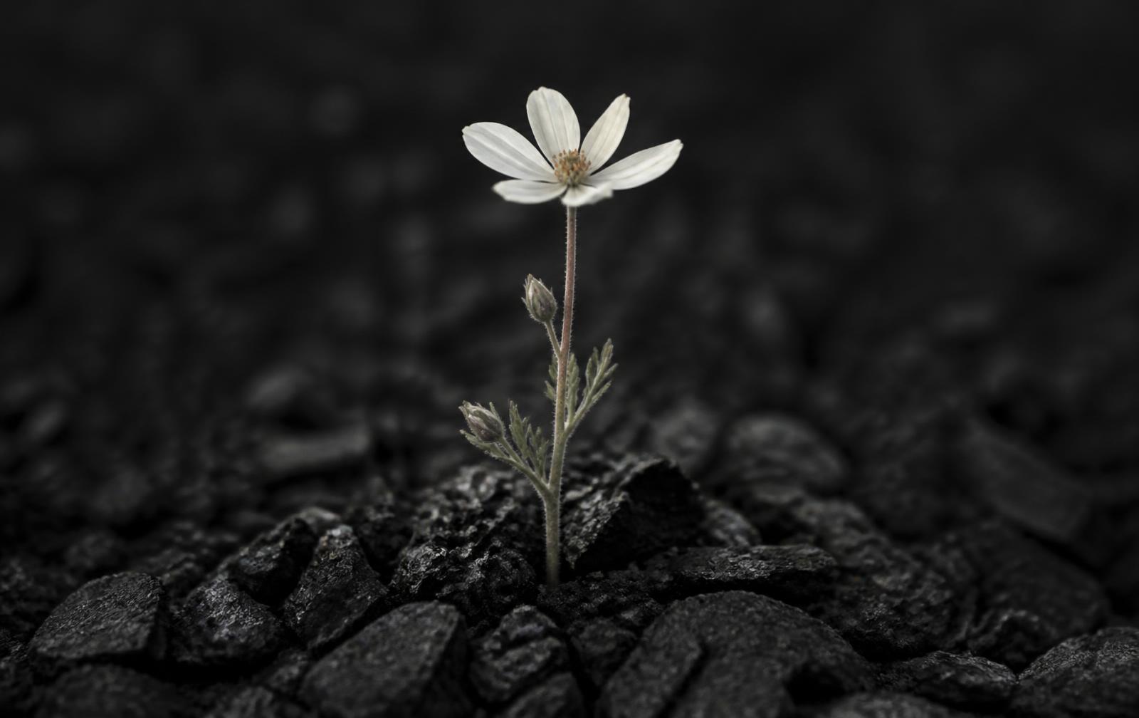 Portada del artículo La flor obstinada